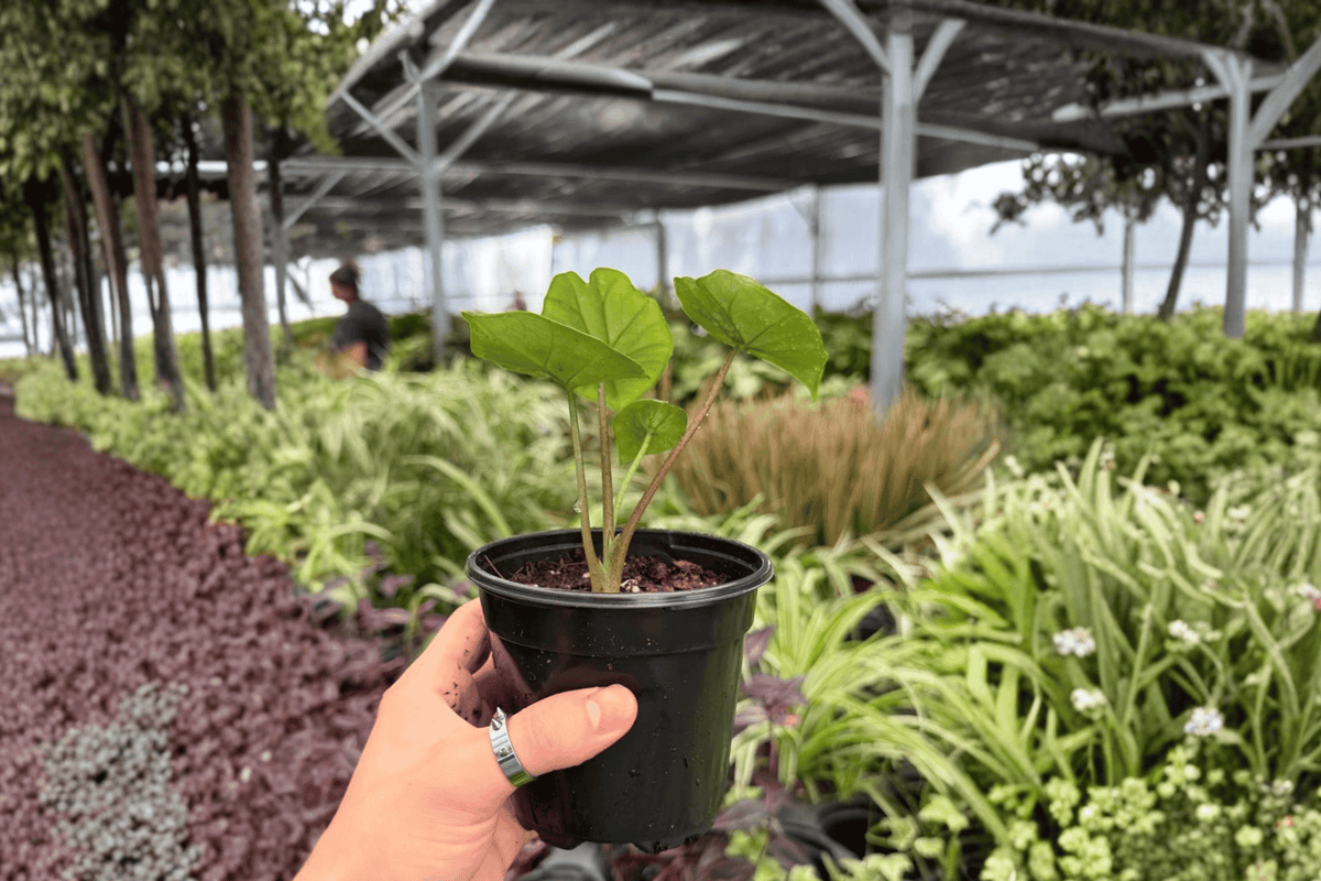 Alocasia Platinum “Bisma” 2 Exact Live Plants – Specific 4” Size Bare Root