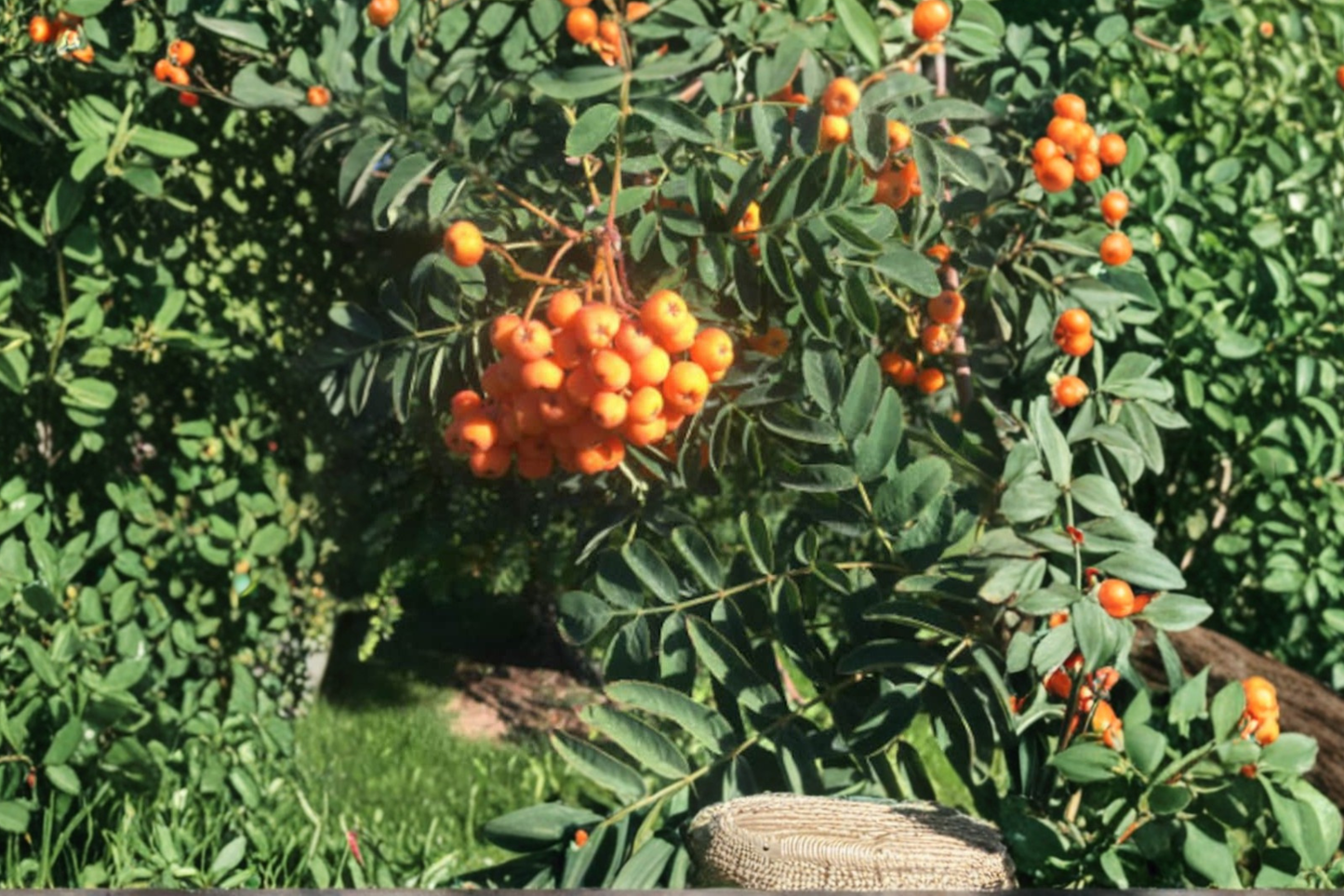 Pineapple Ground Cherry Seeds Goldenberry Fruit Plant 40 Seeds for Garden and Container Growing