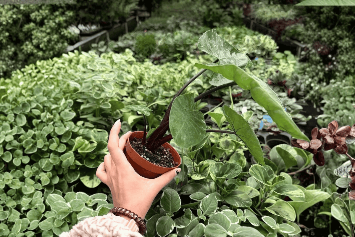 Alocasia Dark Star 2 Exact Live Plants – 4-Inch Pots – Alocasia ‘Dark Star’