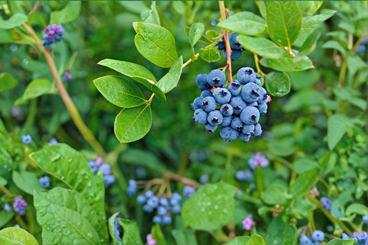 Delite Blueberry Plant Live 1 Gal – Sweet Blueberry Bush for Garden, High Yield Berry Shrub for Home Growing Outdoor Plant