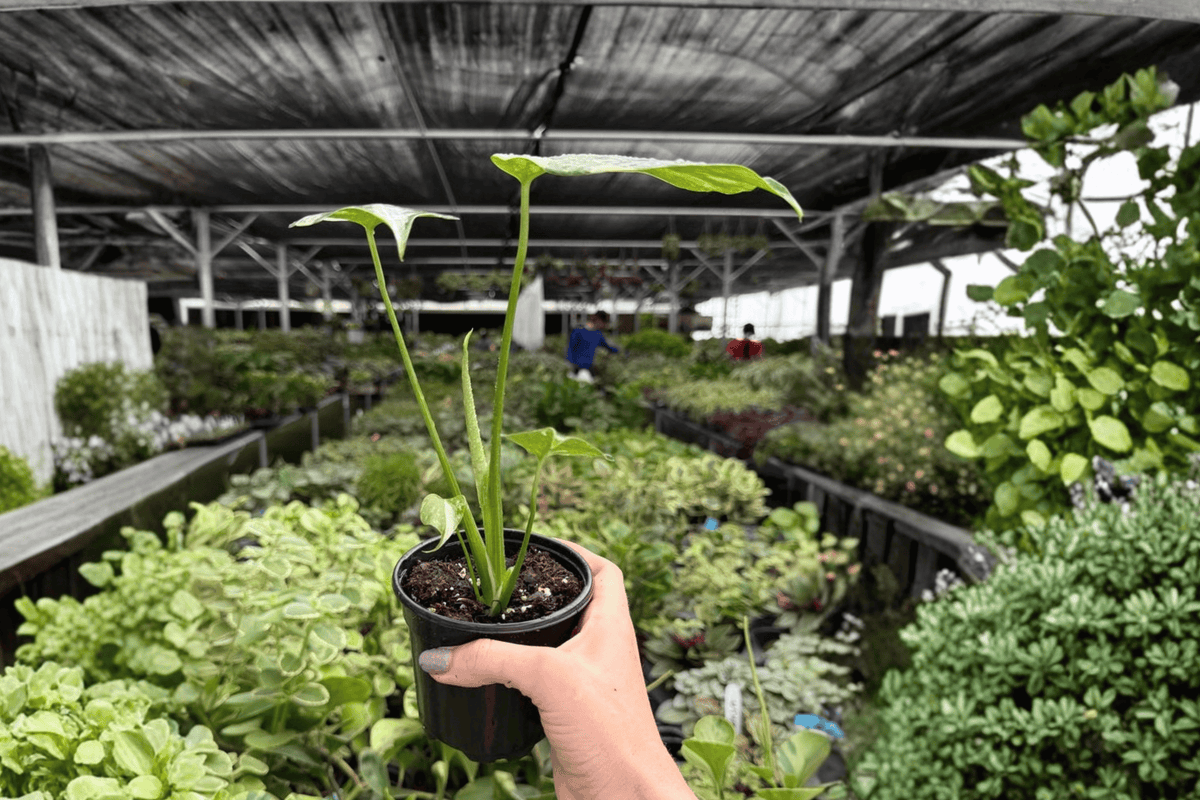 Monstera Thai Constellation 2 Exact Live Plants – 4-Inch Pots – Monstera deliciosa 'Thai Constellation'