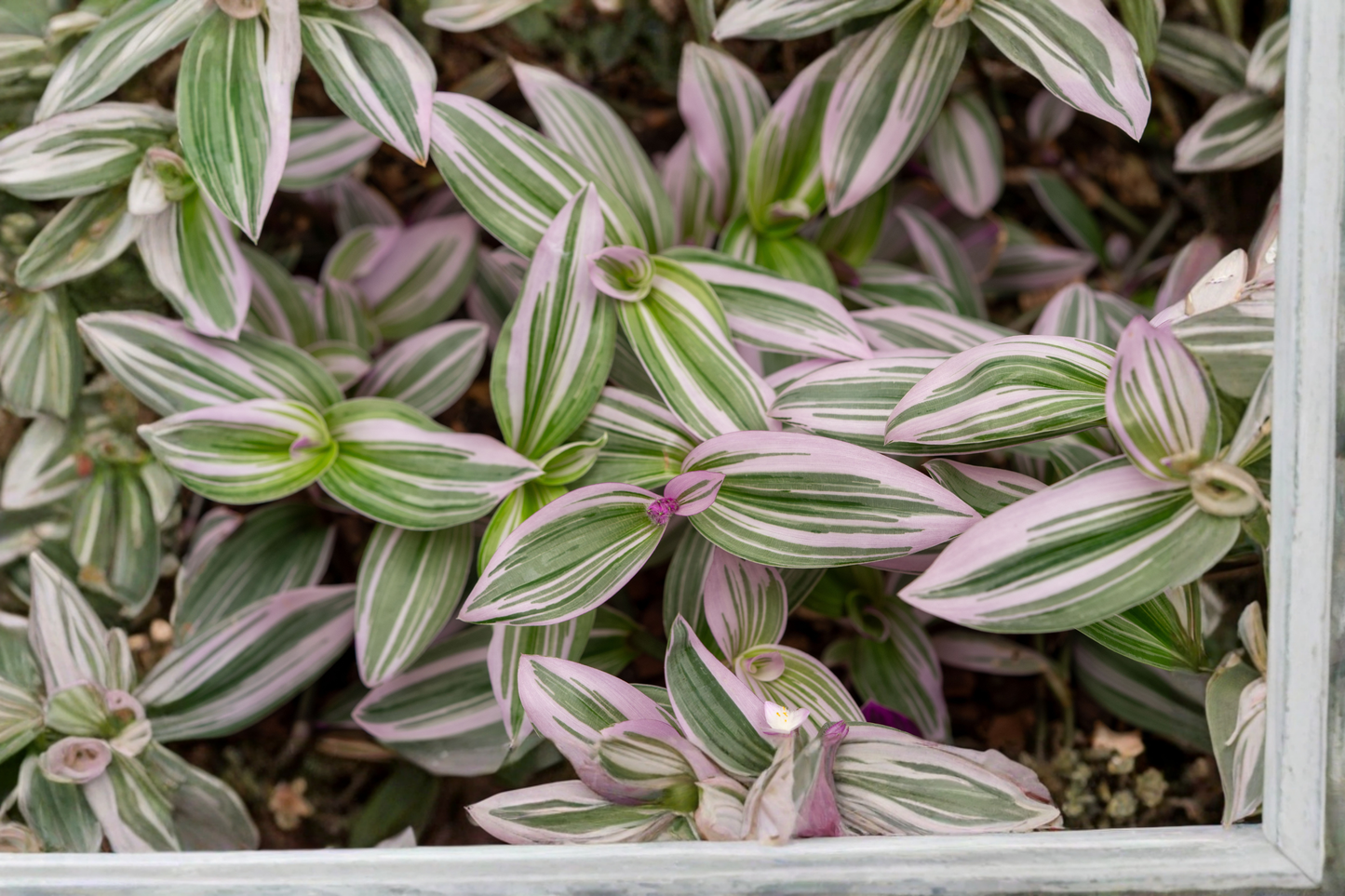 Tradescantia 'Nanouk' Pink Live Plant 4-Inch Pot – Variegated Houseplant