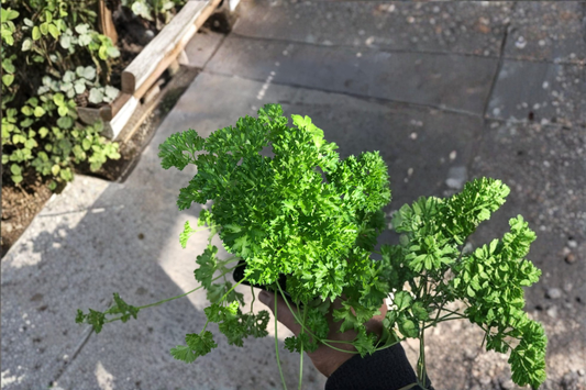 Curly Parsley Live Herb Plant Petroselinum Crispum Rooted Starter Plant Shipped Without Pot Garden Herb