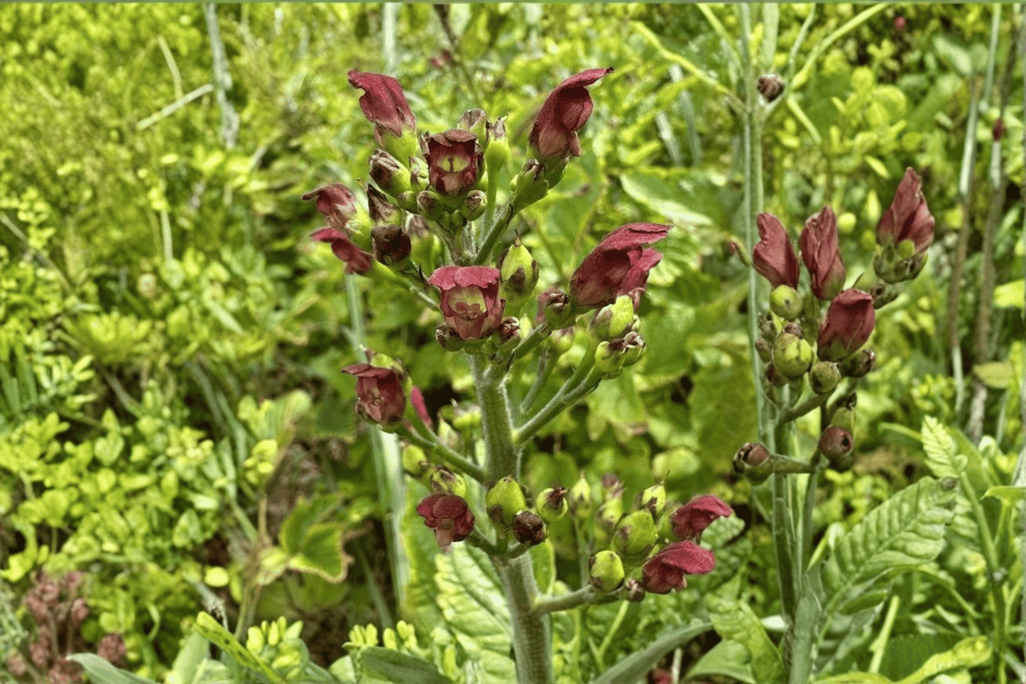 California Figwort 1 Live Plant – 4-Inch Pot – Scrophularia californica