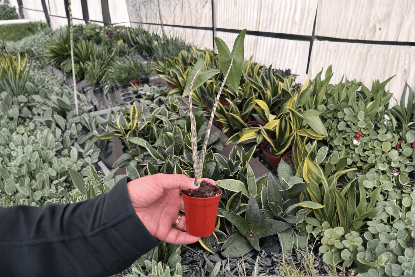 2 Alocasia Zebrina Starter Plants – Bare Root – Alocasia zebrina