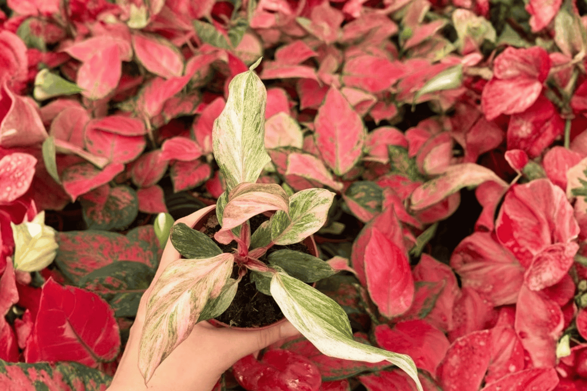 Philodendron Fire Phoenix 2 Exact Live Plants – Specific 4” Size