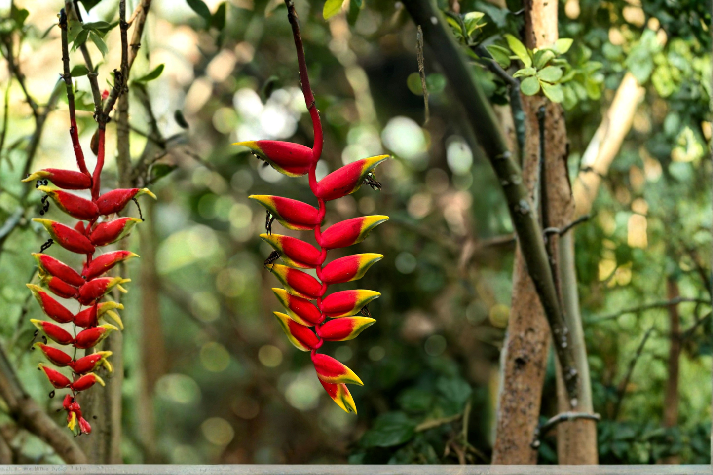 2 Heliconia rostrata Live Rhizomes – Pendant Lobster Claw Tropical Flower