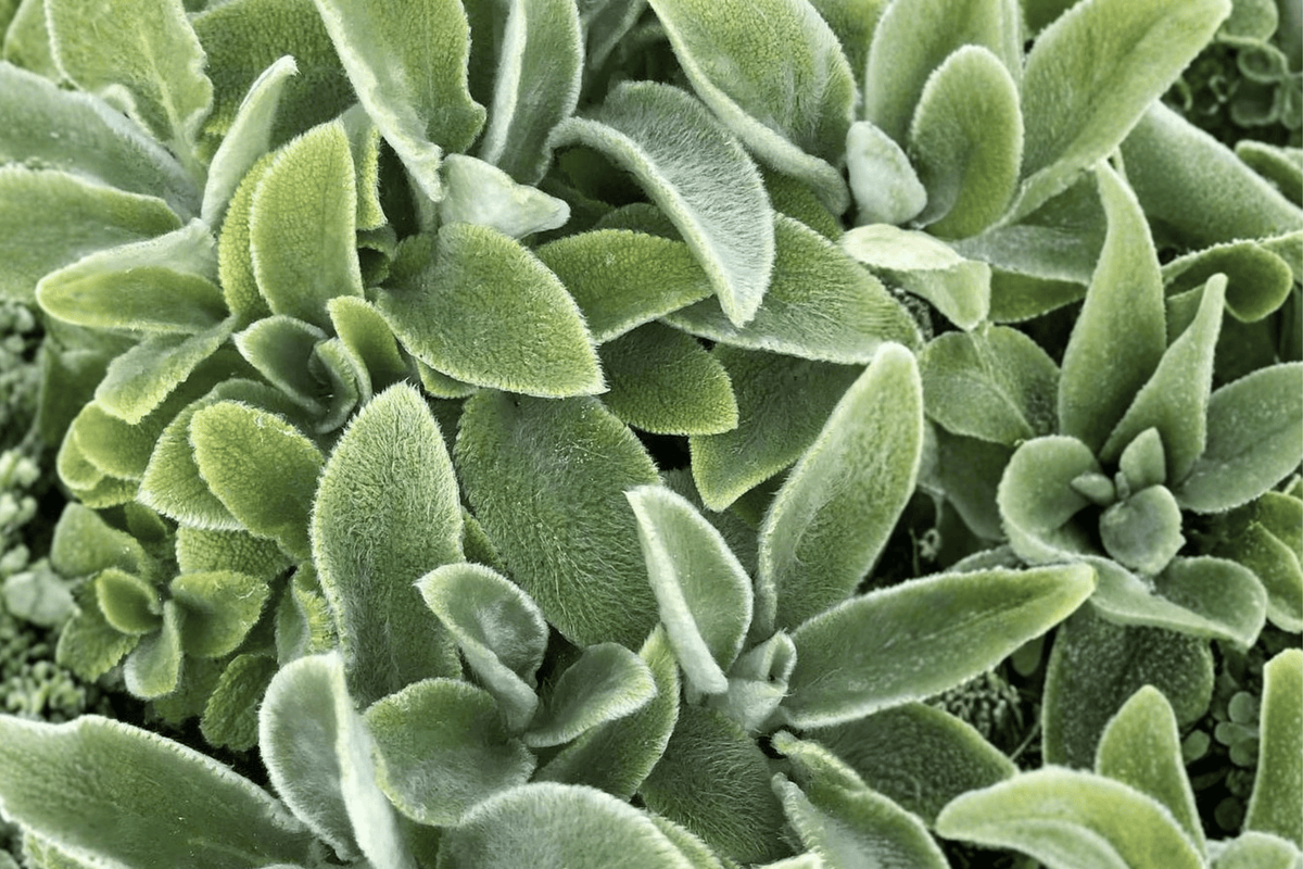 Primrose Heron Lamb’s Ear 1 Live Plant – 4-Inch Pot – Stachys byzantina ‘Primrose Heron’