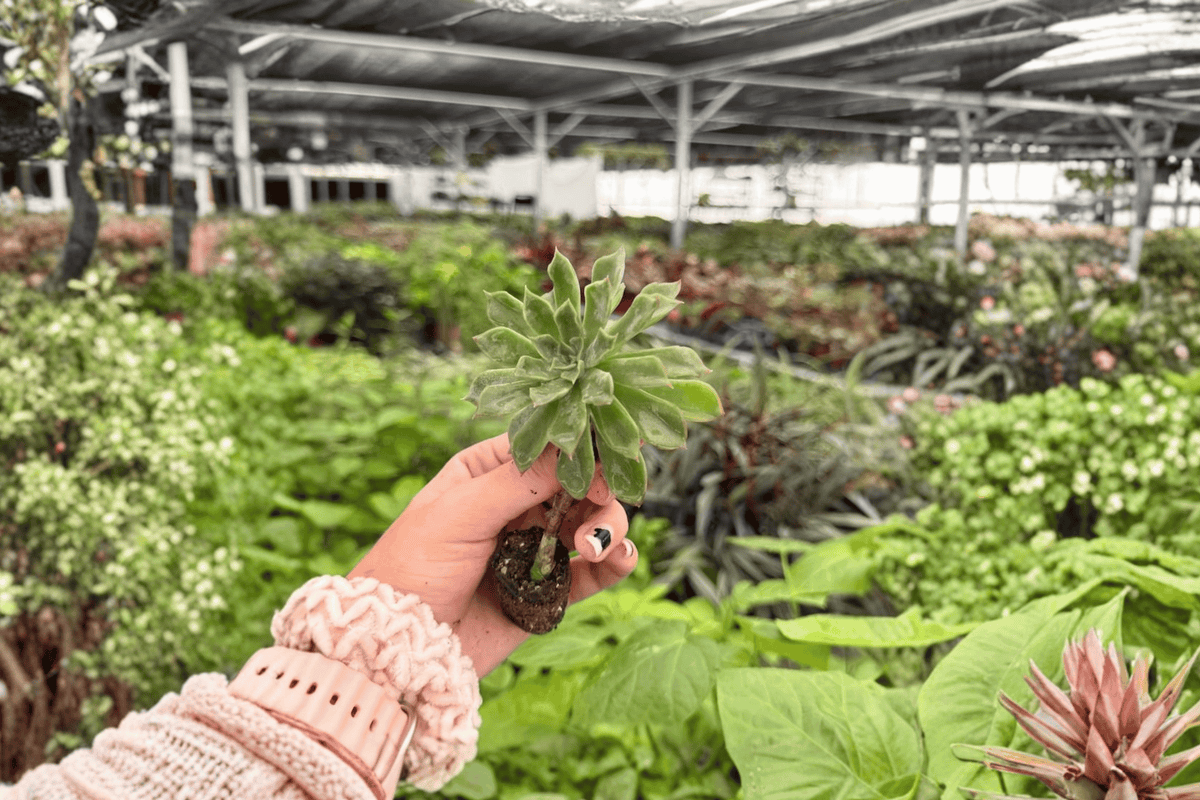 Alocasia Dark Star 2 Exact Live Plants – Alocasia ‘Dark Star’ Specific 4” Size Bare Root