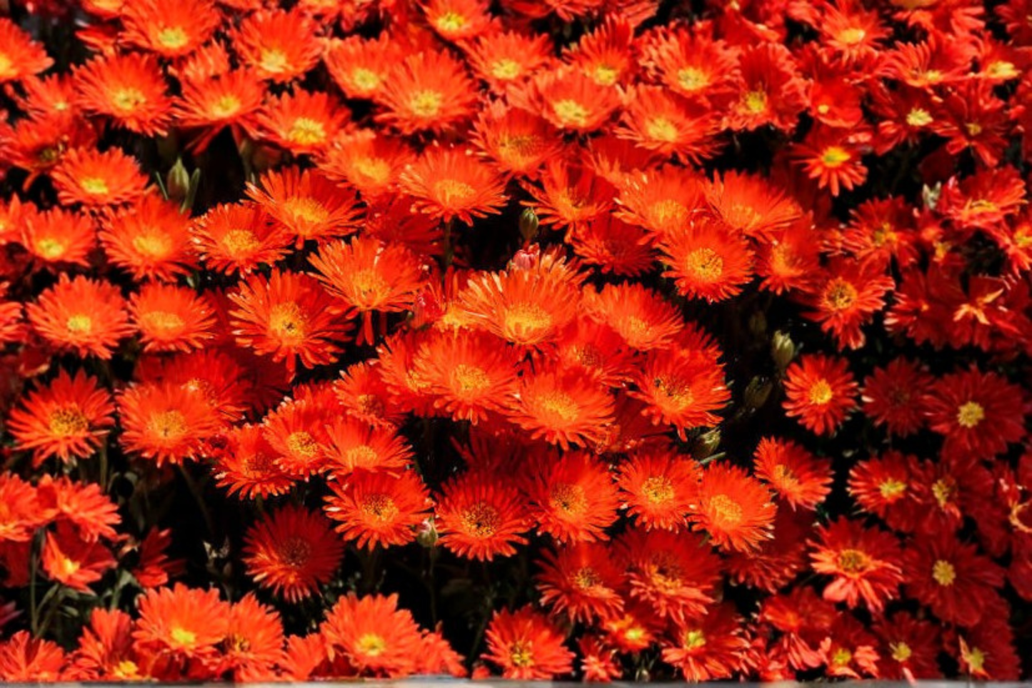 Delosperma Red Mountain Live Ice Plant – 6 Pack of 2" Pots (Delosperma spp.)