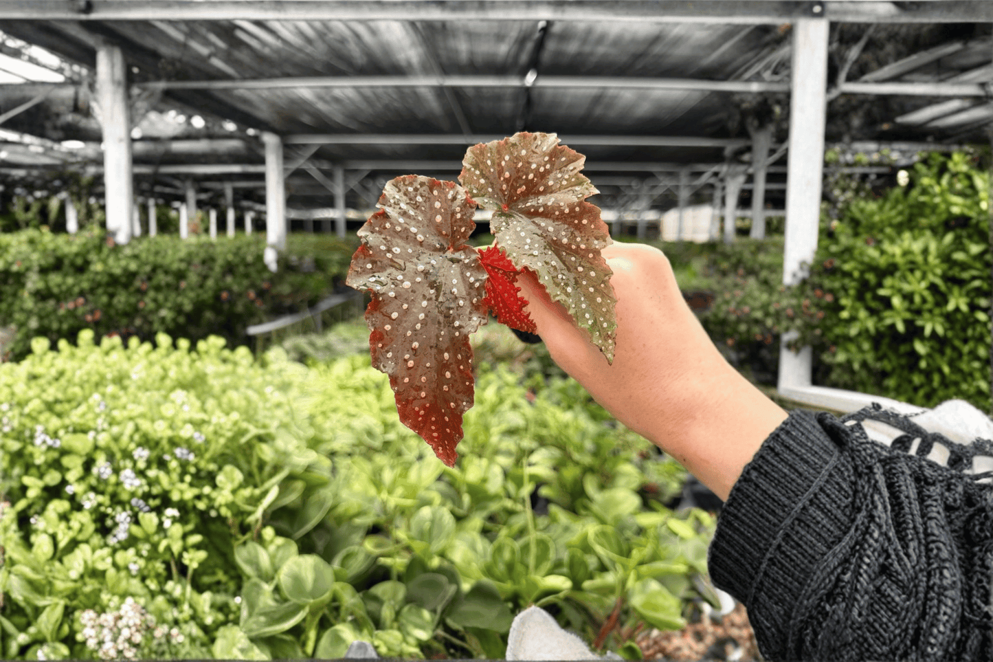 Begonia Fannie Moser 2 Exact Live Starter Plants – 2-Inch Starter Size