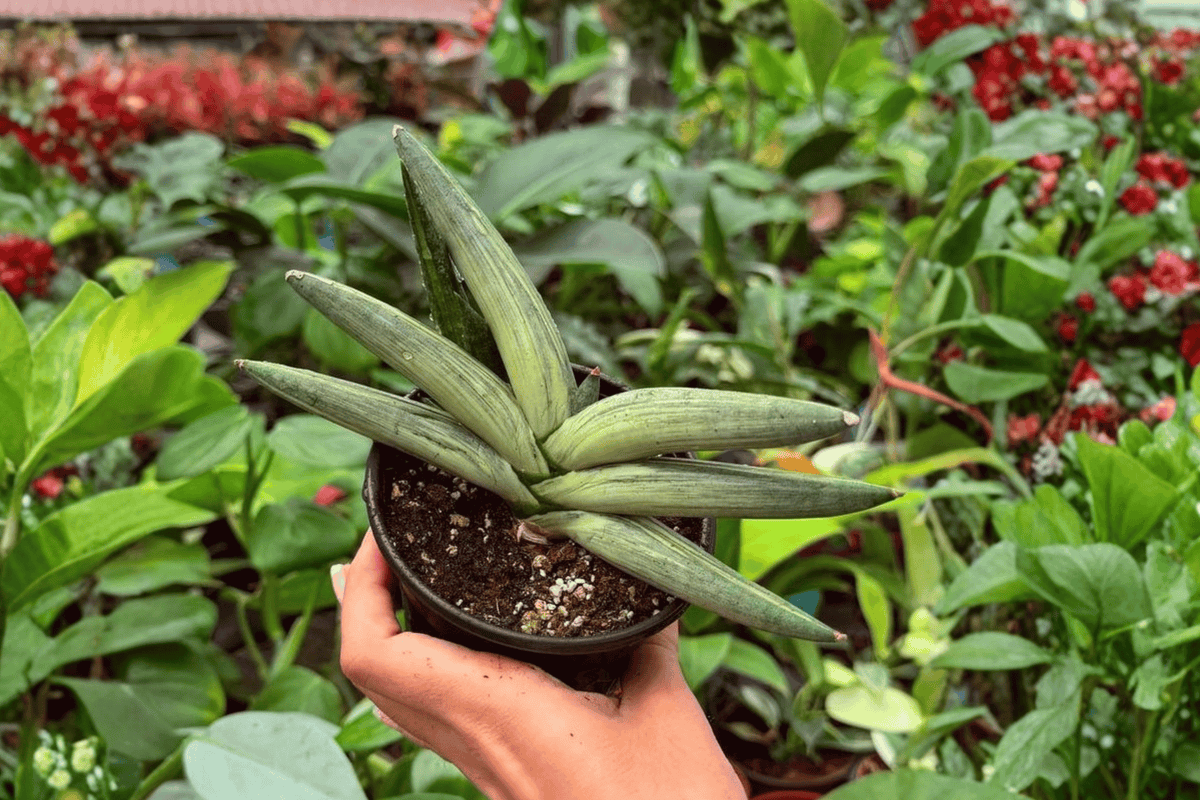 Variegated Sansevieria Boncel Starfish – 2 Exact Live Plants in 4” Pots