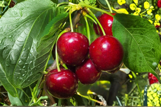 Dwarf Sand Cherry Seeds Flowering Cherry Shrub 5 Seeds for Outdoor Garden and Container Growing