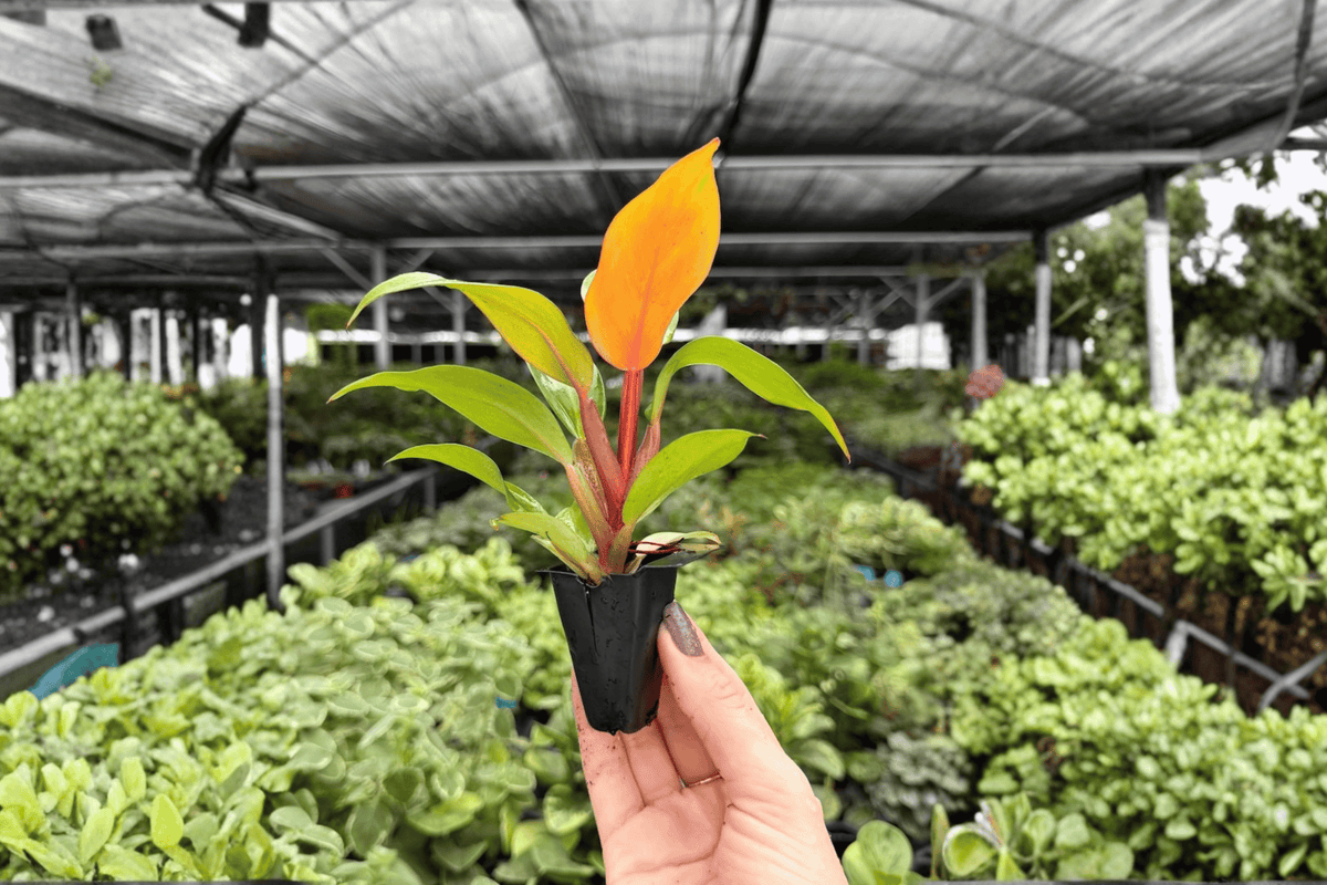 Philodendron Cherry Red 2 Exact Starter Plants – 2” Cultivation Size