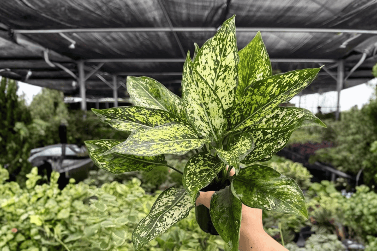 Aglaonema Wintery Winehouse 2 Exact Live Plants – 4-Inch Pots – Aglaonema 'Wintery Winehouse'