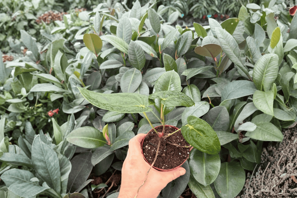 Anthurium AOS × RUDP 2 Exact Live Plants – Specific 4” Size