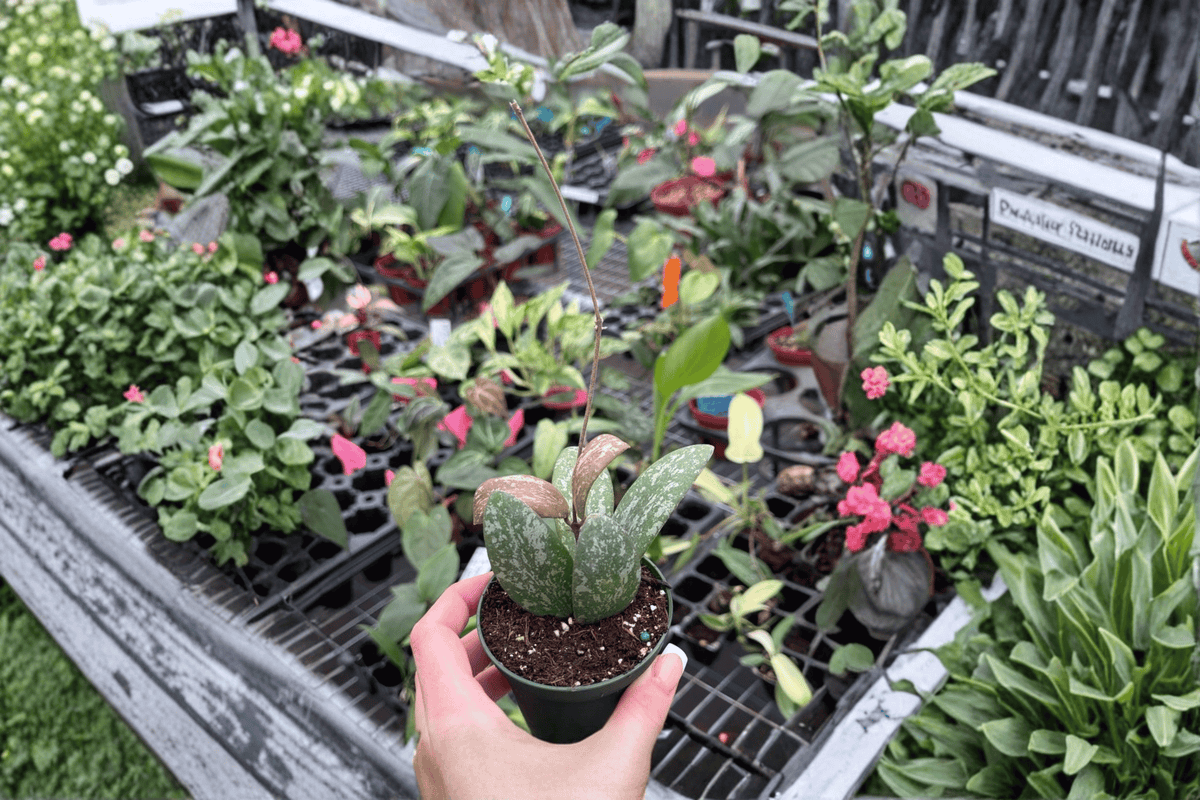 Hoya Sigillatis Splash 2 Cuttings – Hoya sigillatis Splash