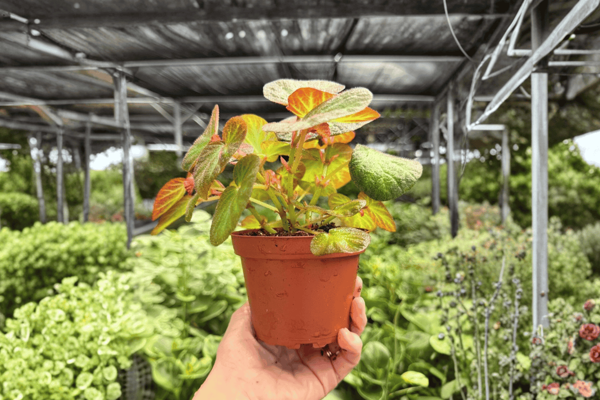 Begonia Manaus 2 Exact Live Starter Plants – 2” Cultivation Size Bare Root