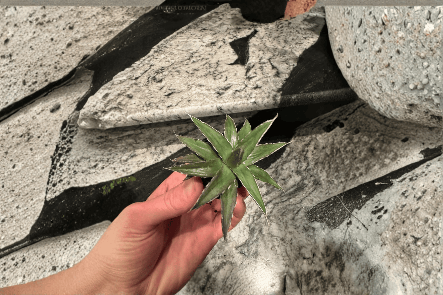 Agave 'Porcupine' Century Plant Live Starter Plant – 2 Plants Bare Root – Agave 'Porcupine' – Originally Grown in 2" Pot