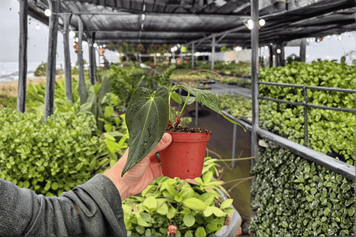 2 Exact Anthurium Fort Sherman × Dark Silver Live Plants in 4-Inch Pots – Anthurium Fort Sherman × Dark Silver