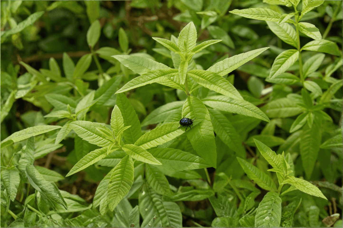 Lemon Verbena 1 Live Plant – 4-Inch Pot – Aloysia triphylla