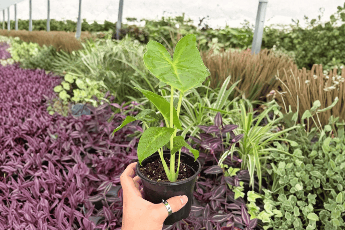 Alocasia Lutea 2 Exact Live Plants – Alocasia macrorrhizos ‘Lutea’ 4” Size Bare Root