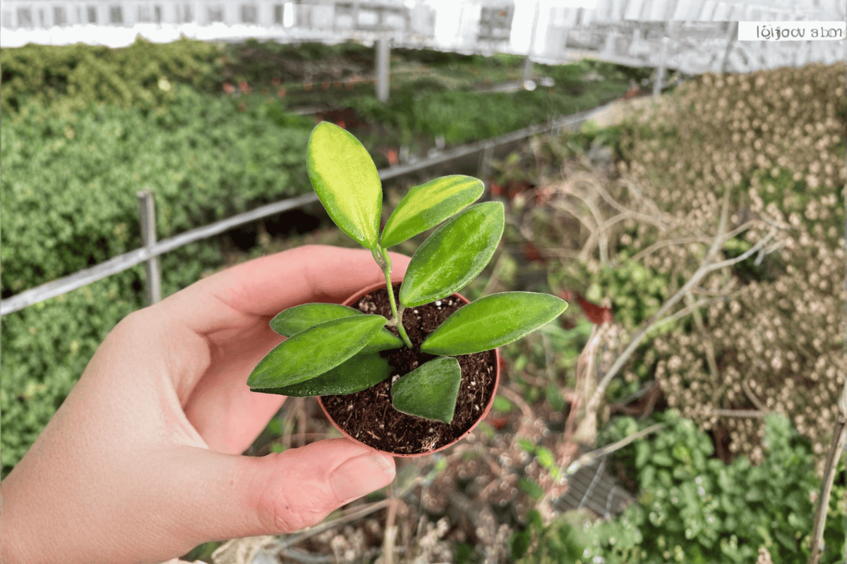 2 Hoya DS-70 Variegated Starter Plants – 2-Inch Bare Root Live Hoya