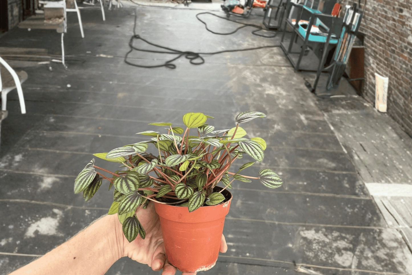 Peperomia ‘Piccolo Banda’ 2 Live Plants – 4-Inch Pots