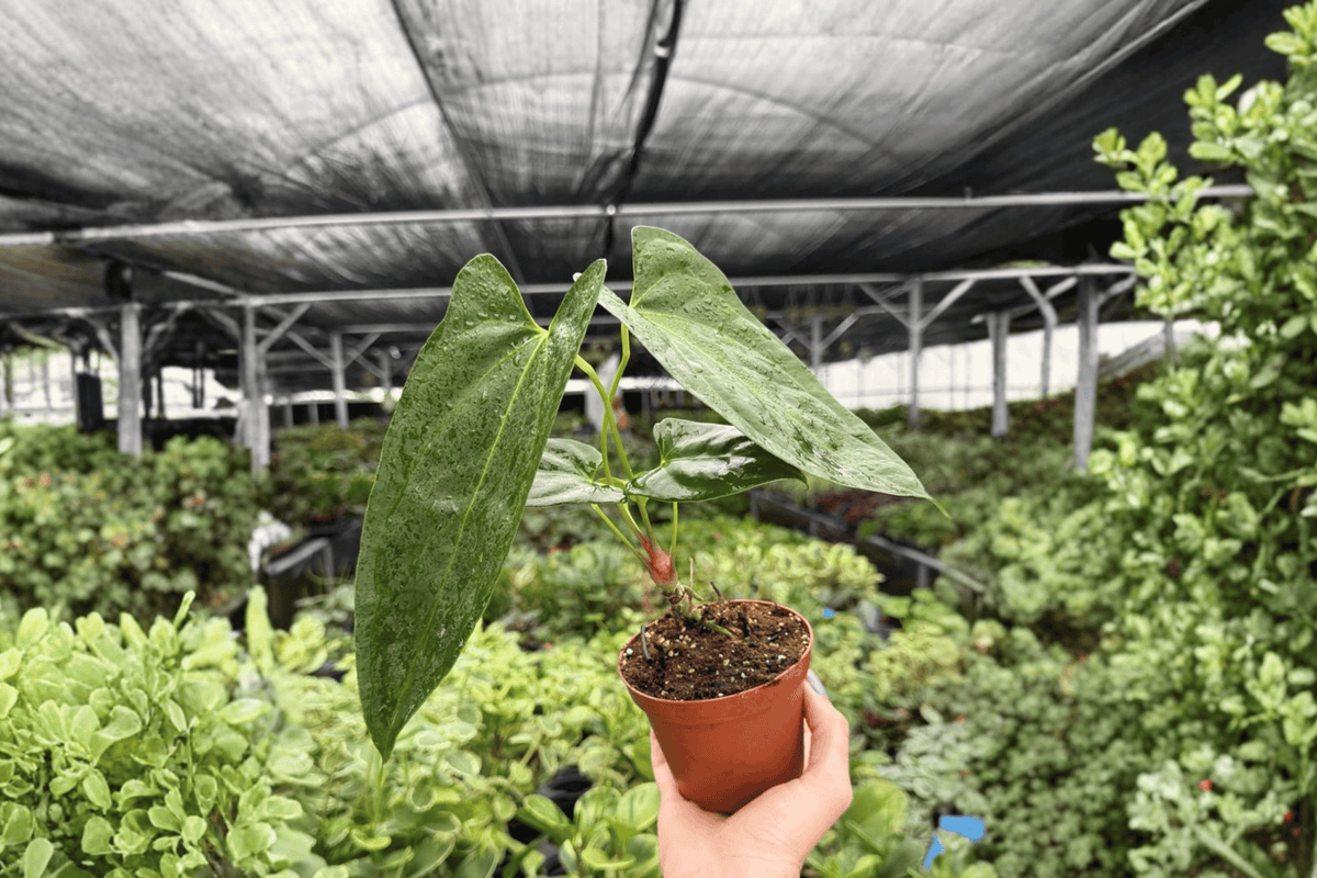 Anthurium Hoffmannii x Red Gunsal 2 Exact Live Plants – 4-Inch Pots