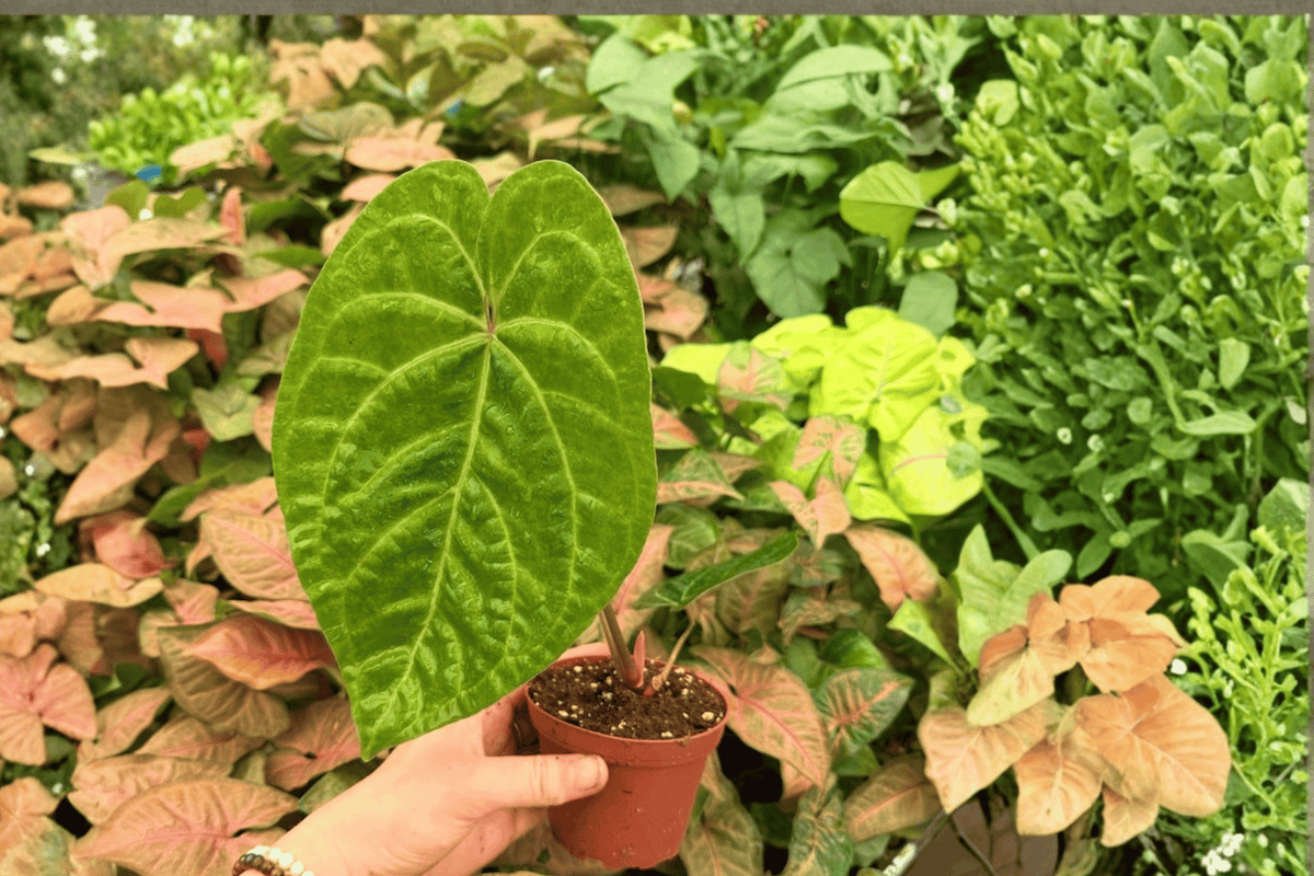 Anthurium Fort Sherman x Xone 2 Exact Live Plants – 4-Inch Pot Format