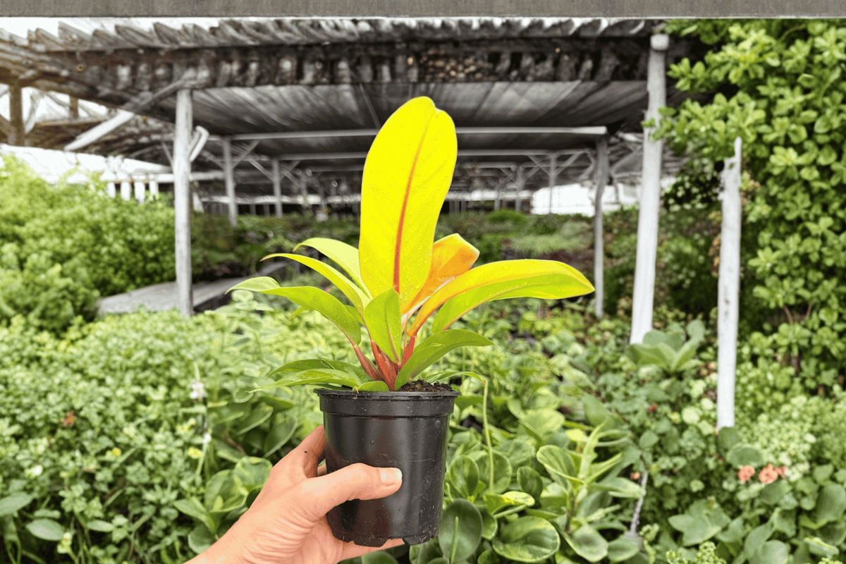 Philodendron Prince of Orange – 2 Exact Live Plants, 4-Inch Size – Philodendron ‘Prince of Orange’