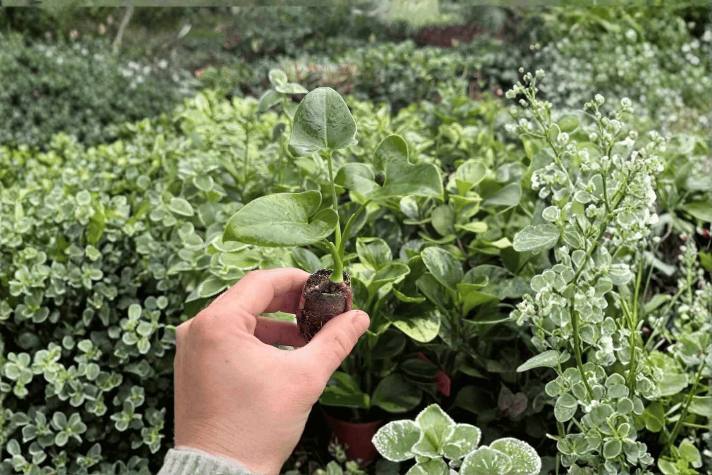 Philodendron Goeldii 2 Exact Live Starter Plants – Plug – Thaumatophyllum spruceanum