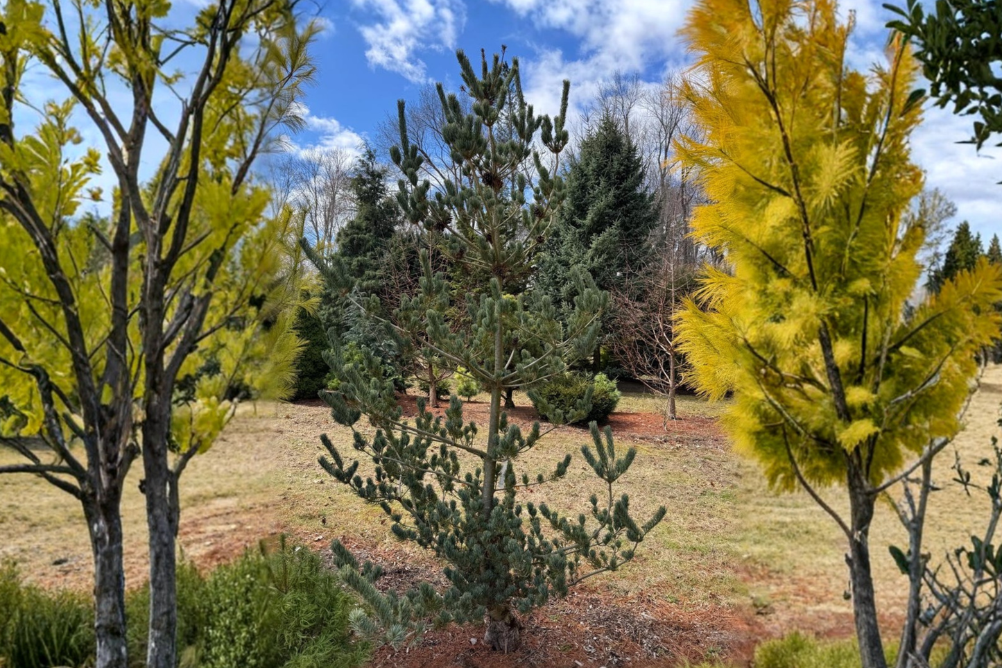 Blue Japanese White Pine Live Plant 1 Gallon Pot 12 Inch Tall – Pinus parviflora Glauca Evergreen Garden Tree