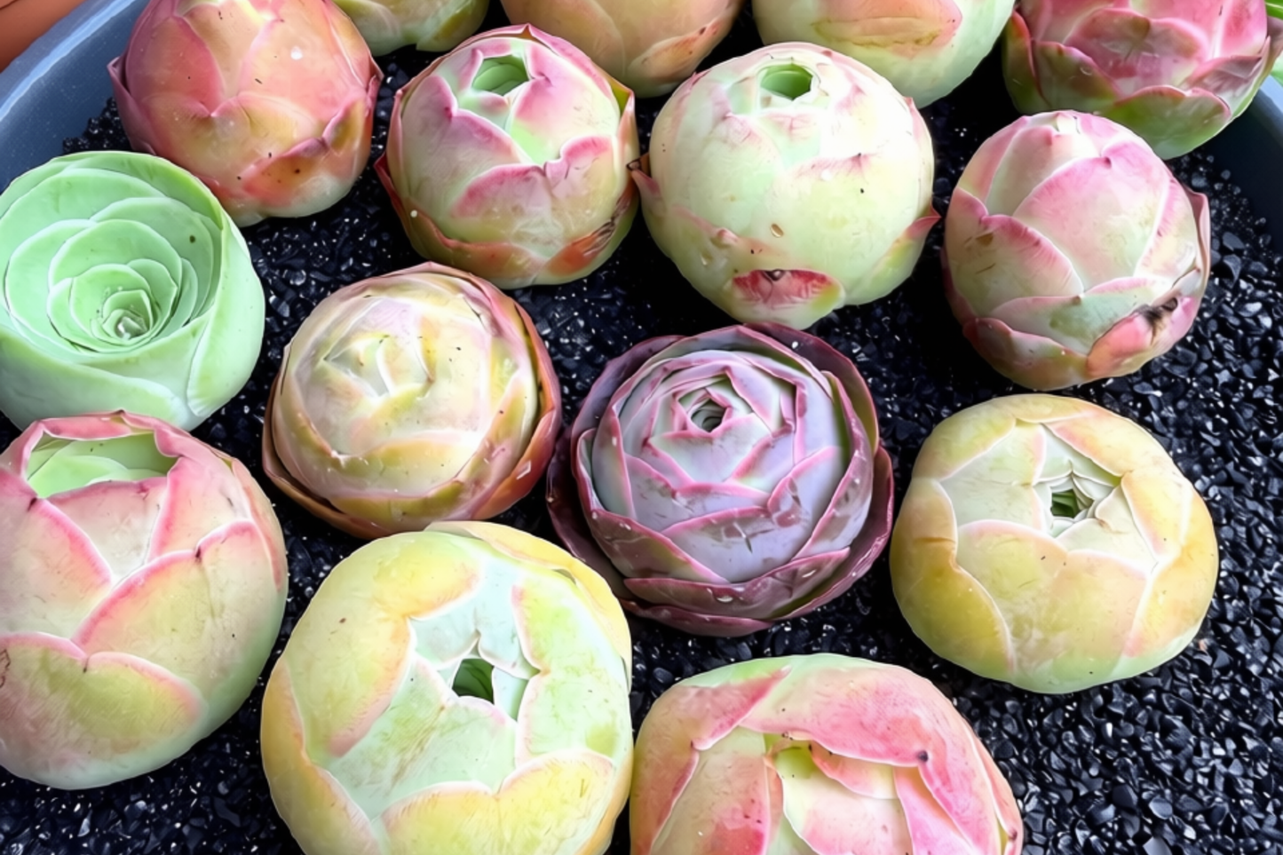6 Rare Mountain Rose Succulent Live Plants 1-Inch Mini – Aeonium (Greenovia)