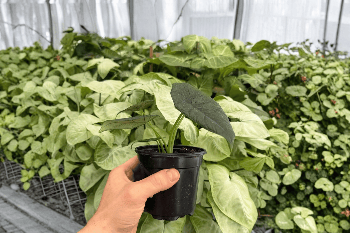 2 Alocasia Dragon Wings Exact Live Plants – Dragon Scale x Scalprum in 4” Pots