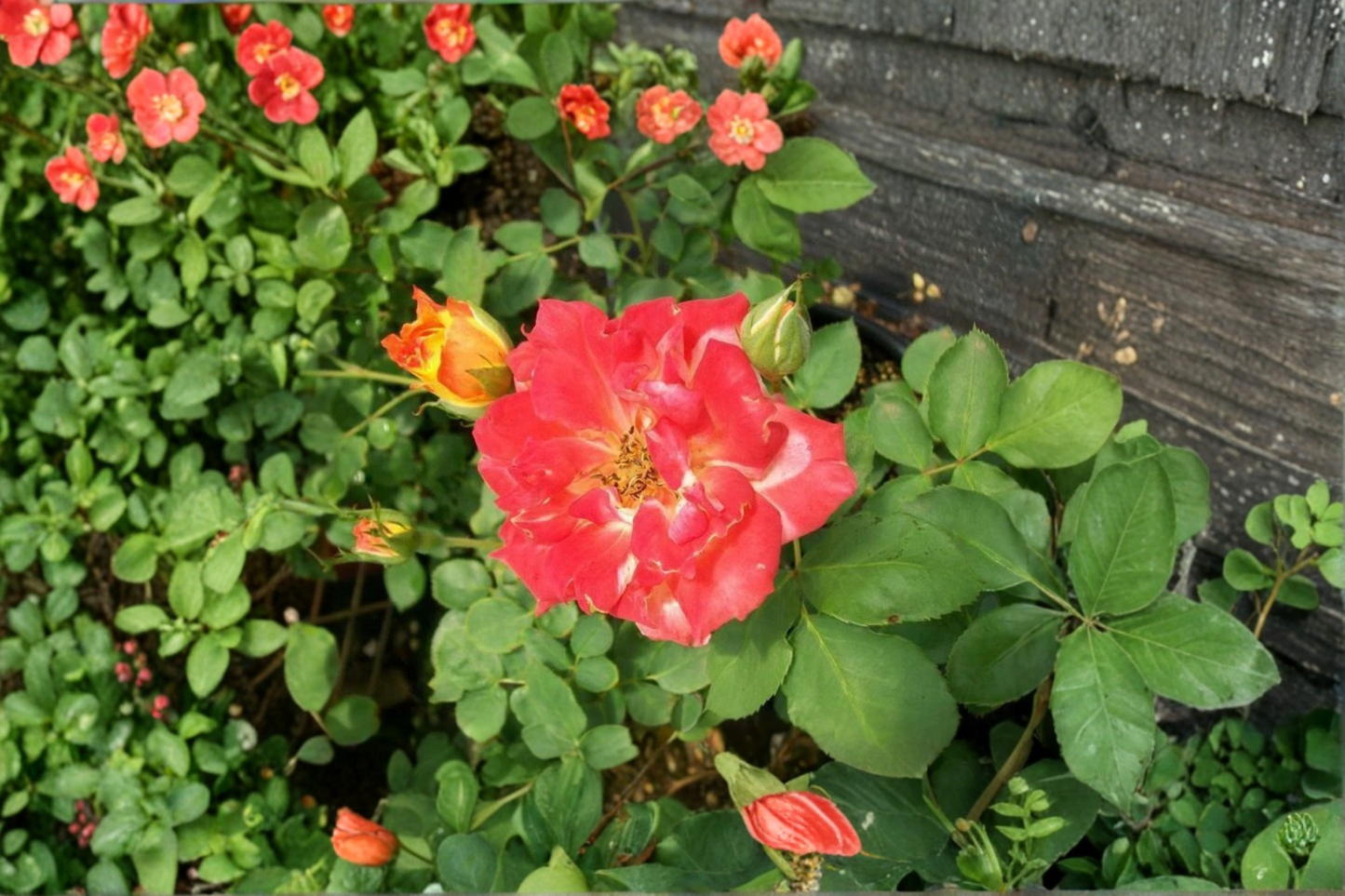 Pinata Rose Live Plant 1 Gallon Yellow Orange Rose Bush for Garden Outdoor Flowering Shrub