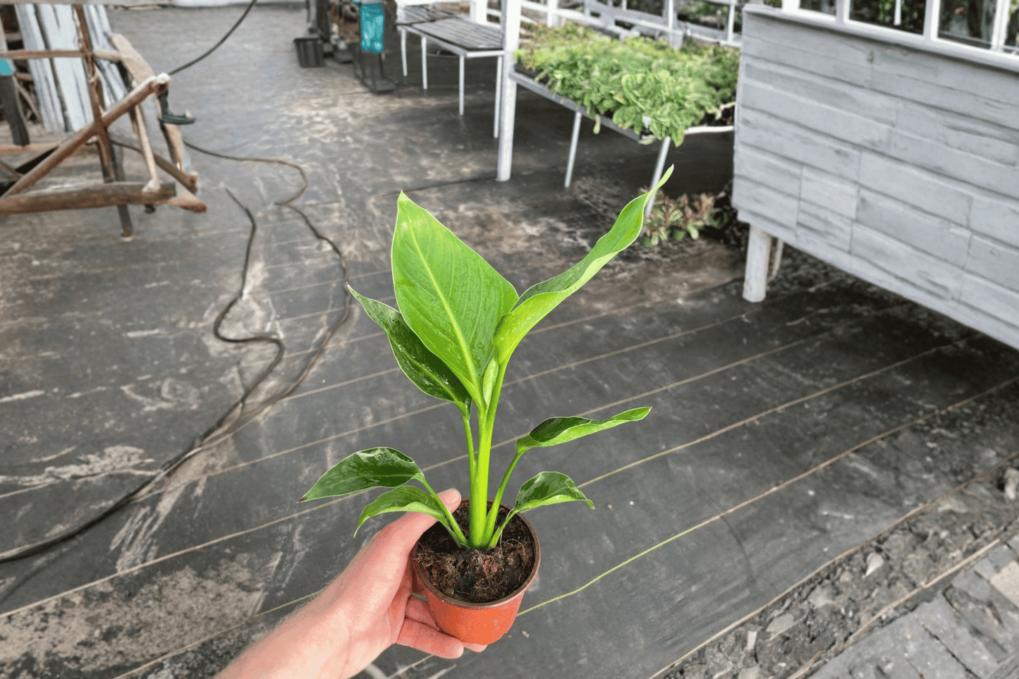 2 White Bird of Paradise Live Plants in 4-Inch Pots – Strelitzia nicolai