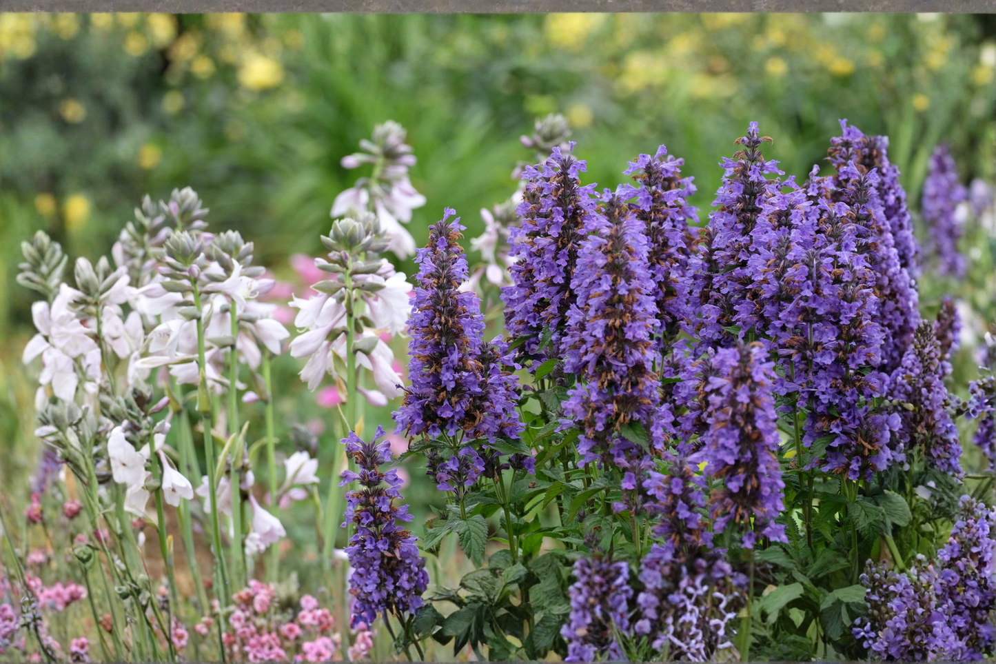 Agastache Blue Fortune Live Plants 3 Rooted Starters in 1 Qt Pots Anise Hyssop Perennial Pollinator Garden Flower Plants