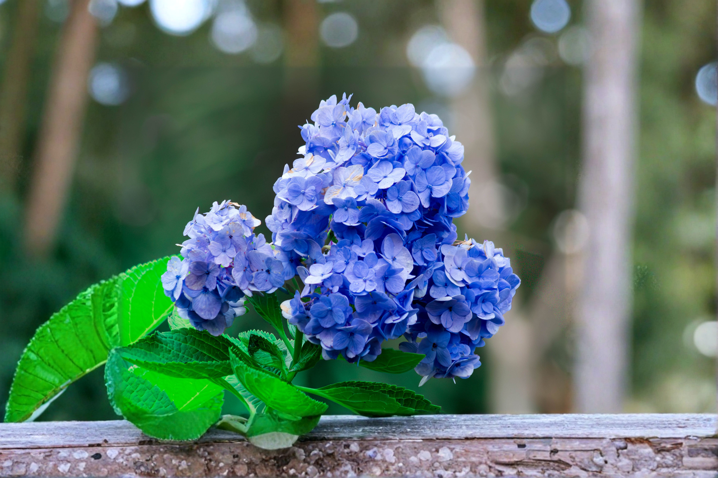 Nikko Blue Hydrangea Live Starter Plant 6–12 Inch Tall – Hydrangea macrophylla