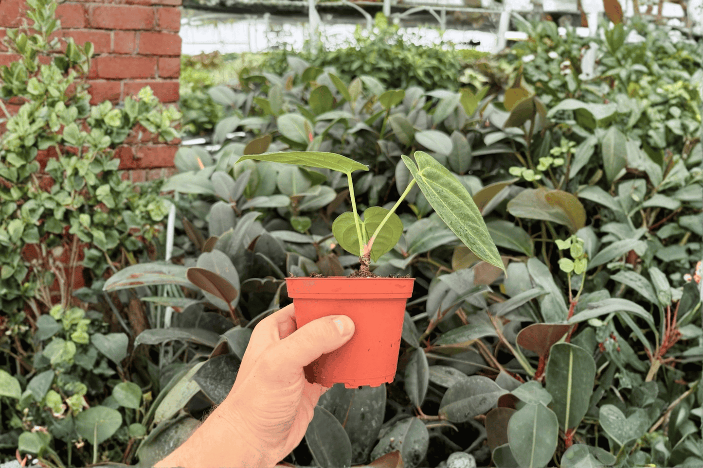 Anthurium Fort Sherman x Dark Silver 2 Exact Live Plants – 4-Inch Pots – Anthurium Hybrid