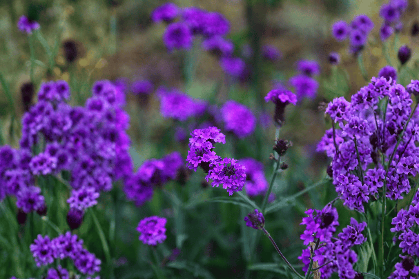 Empress Flair Cobalt Blue Verbena Live Plant – 4-Inch Pot – Verbena 'Empress Flair Cobalt Blue'
