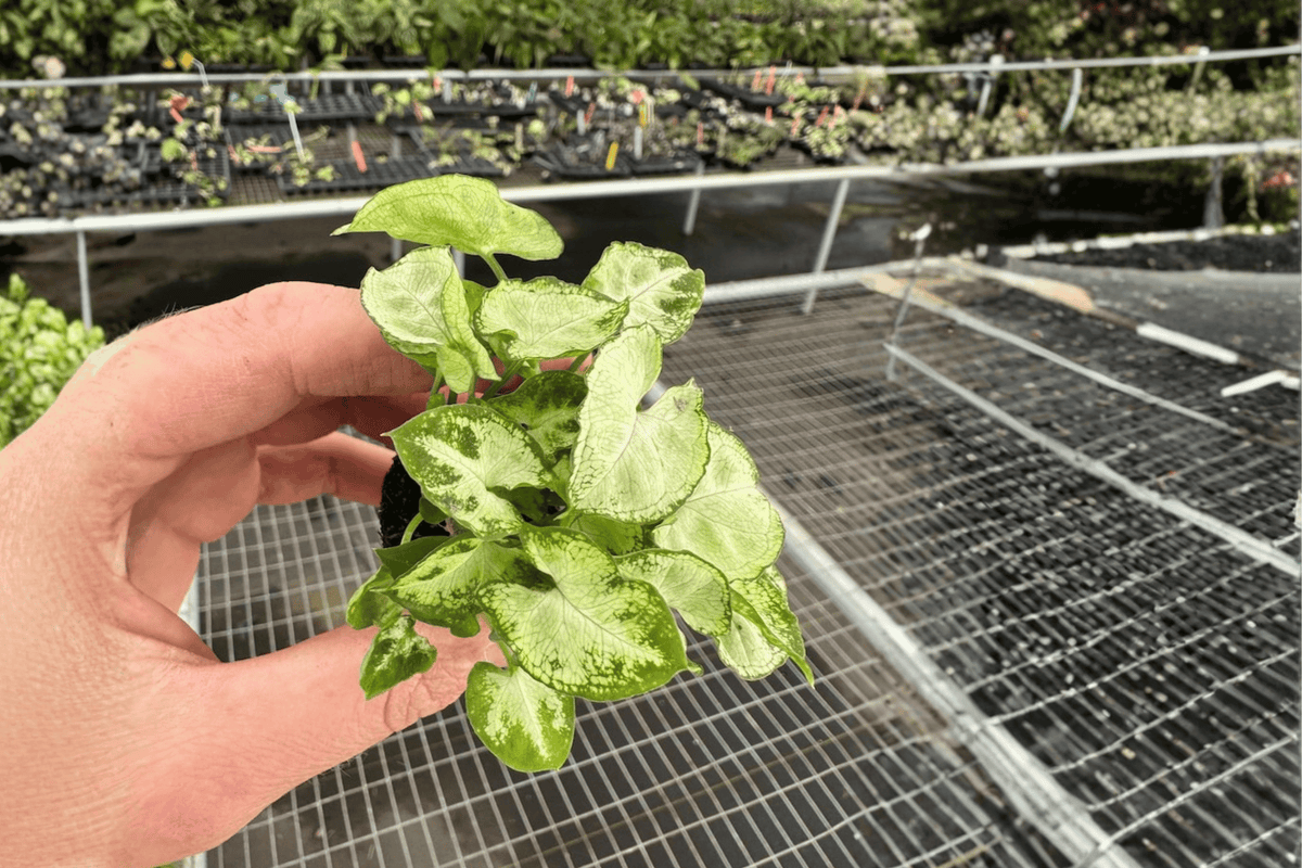 Syngonium ‘Shorty’ 2 Live Starter Plants – 2-Inch Nursery Size – Syngonium ‘Shorty’