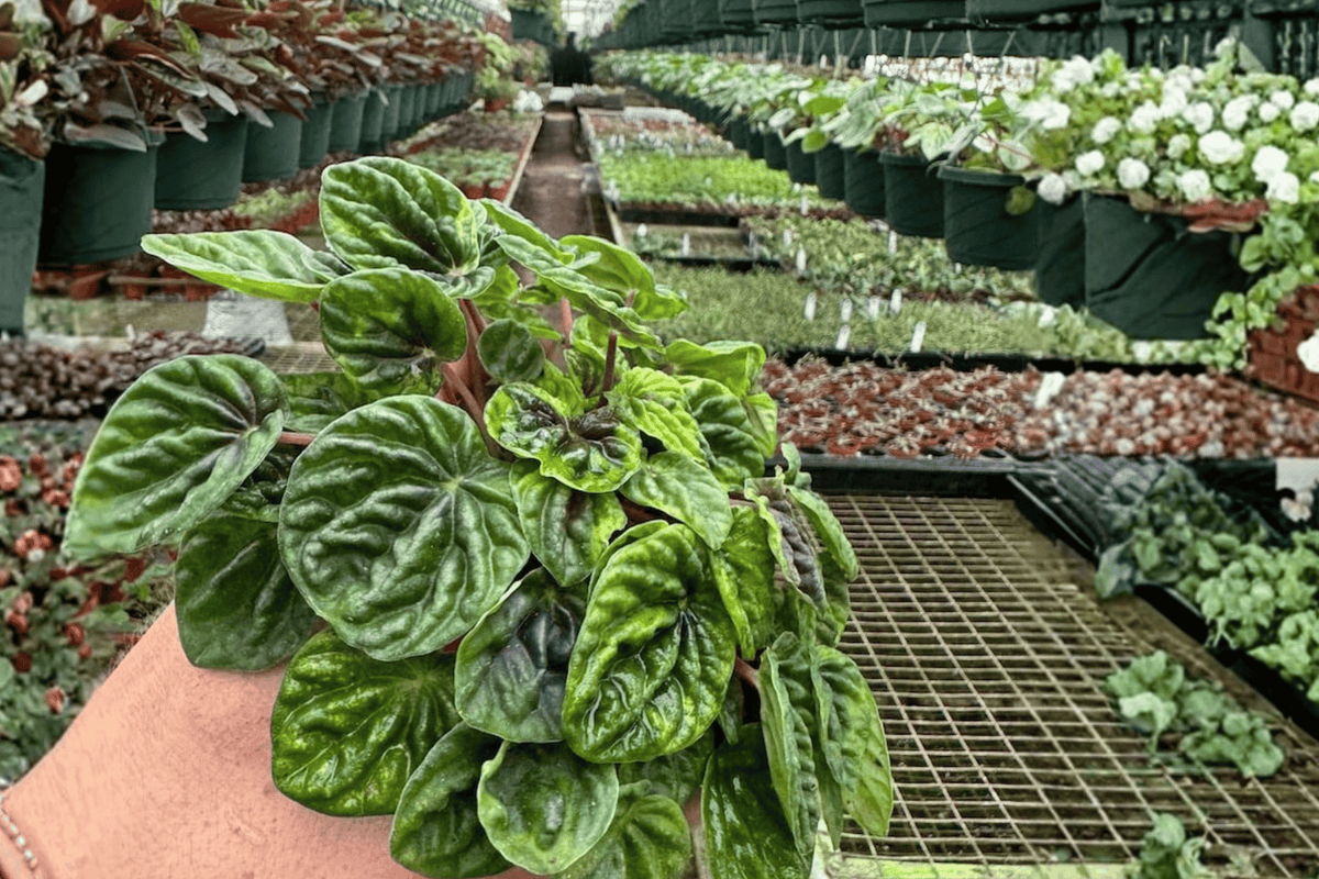 2 Peperomia Green Ripple Live Plants – 4-Inch Pot – Peperomia caperata