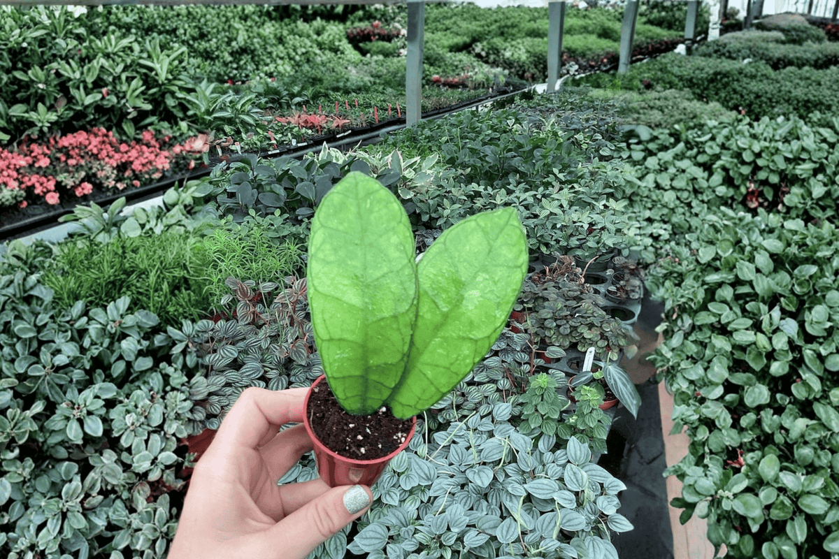 Hoya callistophylla 2 Starter Plants – 2” Cultivation Size Bare Root