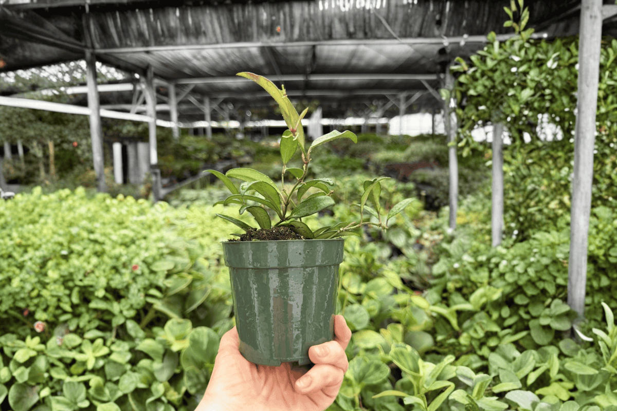 Hoya Rosita – 2 Exact Live Plants, 4-Inch Size – Hoya ‘Rosita’