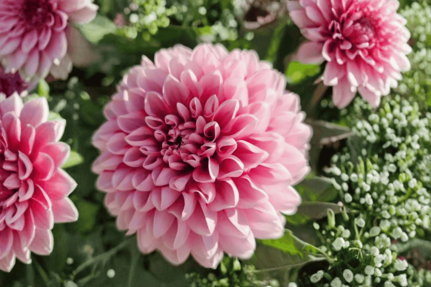 Cherie Pink Lace Dahlia 1 Gallon Live Plant – Dahlia variabilis ‘Cherie Pink Lace’
