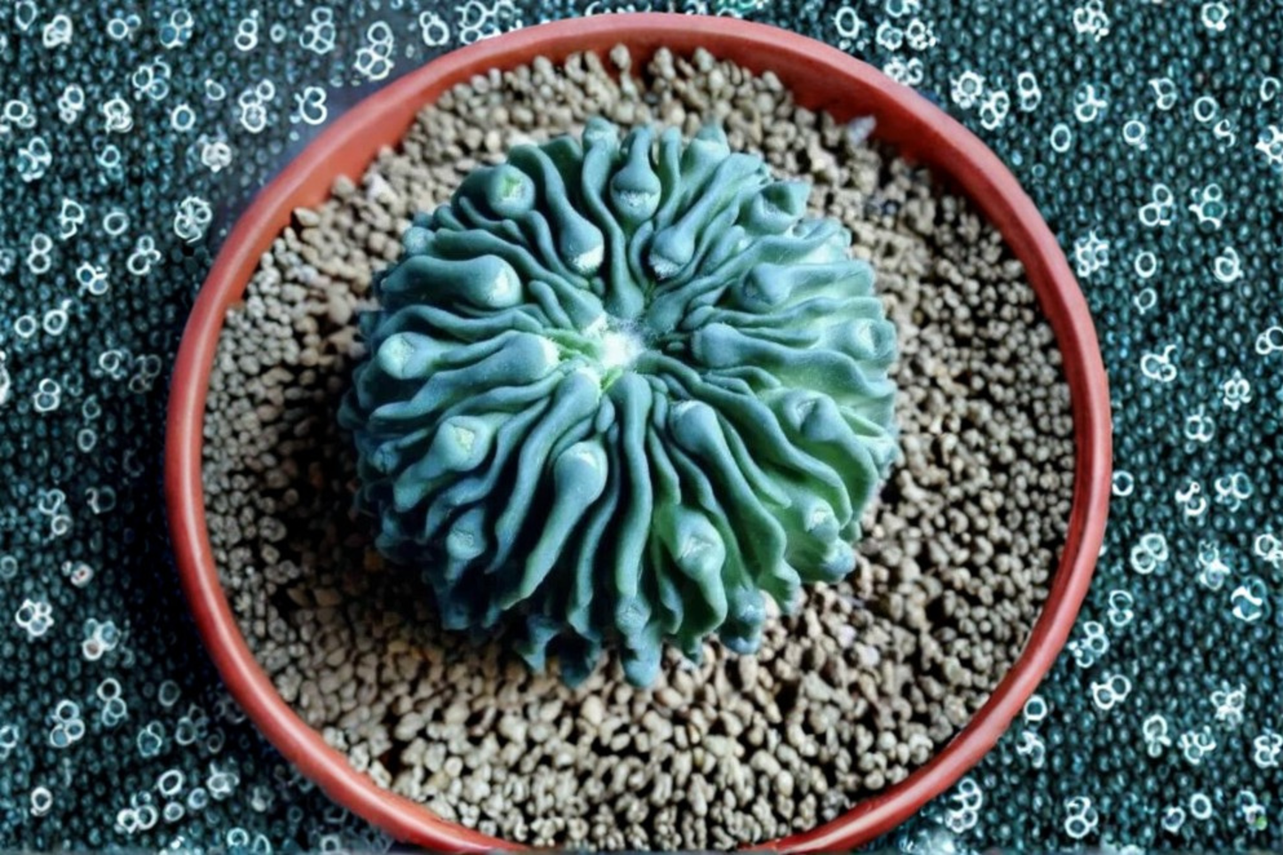 15 Mixed Lithops Living Stone Seeds – Rare Succulent Seed Collection
