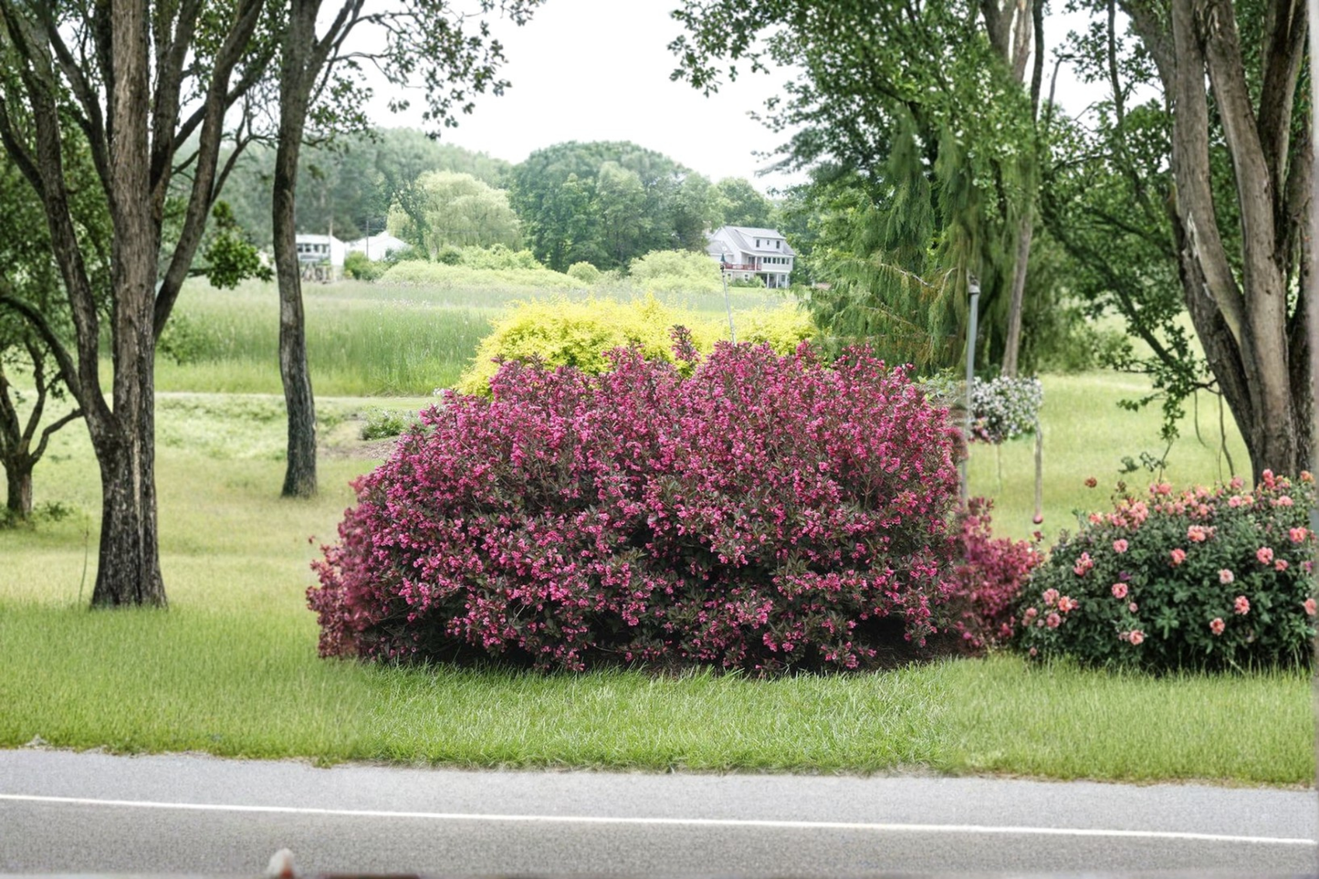 Wine and Roses Weigela Live Plant 4 Inch Pot – Weigela florida Pink Bloom Dark Foliage Shrub Garden Landscape Plant