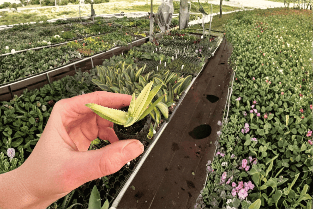 Aloe Solar Flare 2 Live Starter Plants – 2-Inch Starter Size – Aloe ‘Solar Flare’