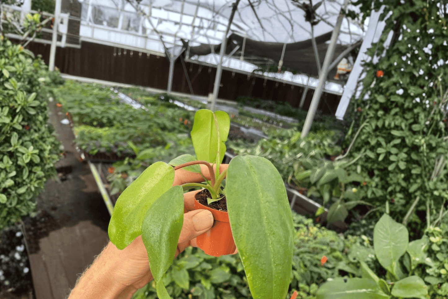 2 Philodendron mayoi Live Plants – 2-Inch Pots – Philodendron mayoi